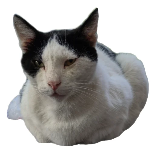🐱 Стикер «batumidogs» для Telegram