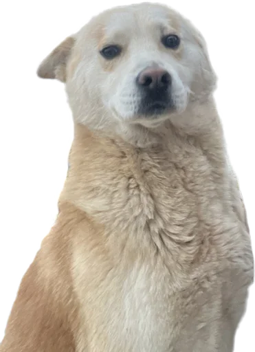 😏 Стикер «batumidogs» для Telegram