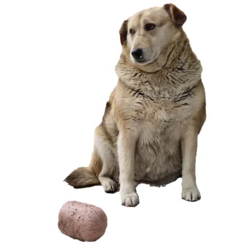 Стикерпак batumidogs для Telegram — скачать