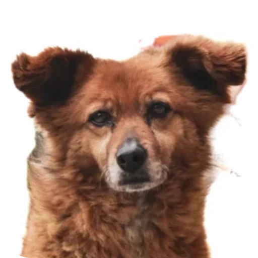 🙂 Стикер «batumidogs» для Telegram