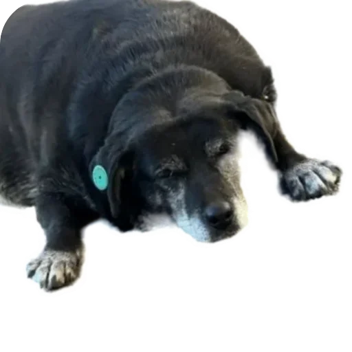😑 Стикер «batumidogs» для Telegram