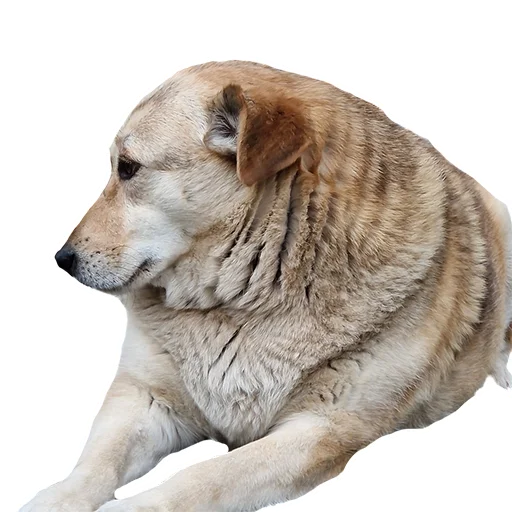 😔 Стикер «batumidogs» для Telegram