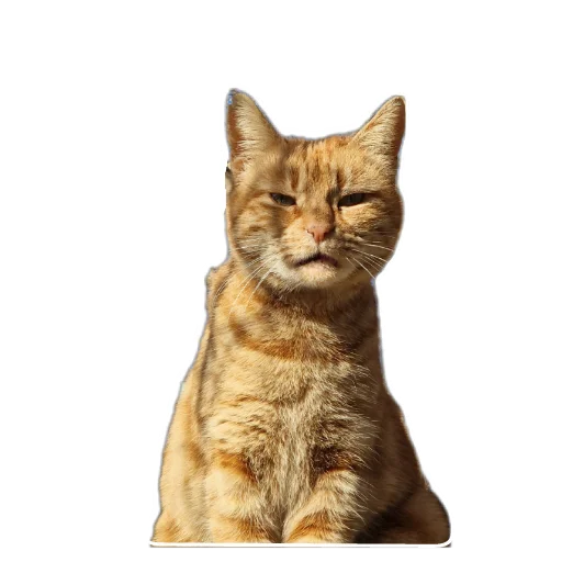 🐱 Стикер «batumidogs» для Telegram