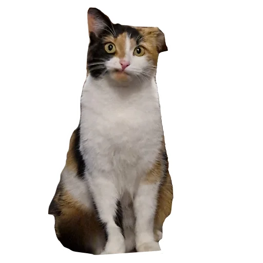 🐱 Стикер «batumidogs» для Telegram