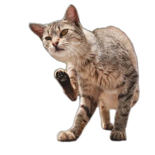 🐱 Стикер «batumidogs» для Telegram