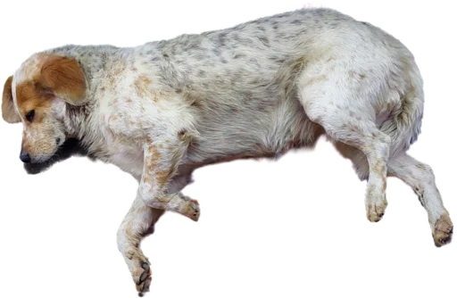 😌 Стикер «batumidogs» для Telegram