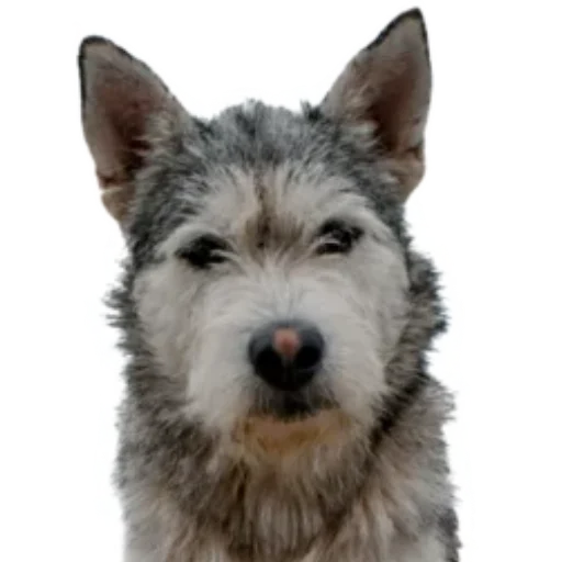 😀 Стикер «batumidogs» для Telegram