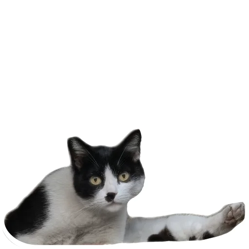 🐱 Стикер «batumidogs» для Telegram