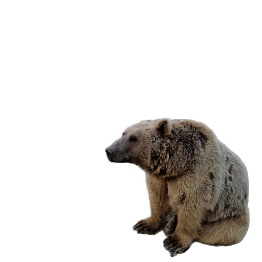🐱 Стикер «batumidogs» для Telegram