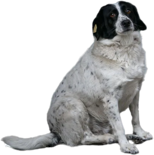 🥲 Стикер «batumidogs» для Telegram