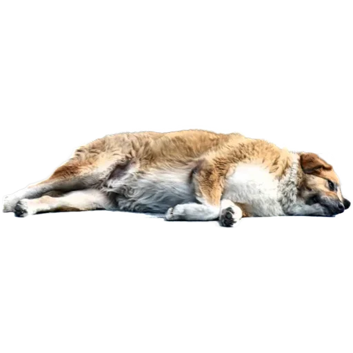 😏 Стикер «batumidogs» для Telegram