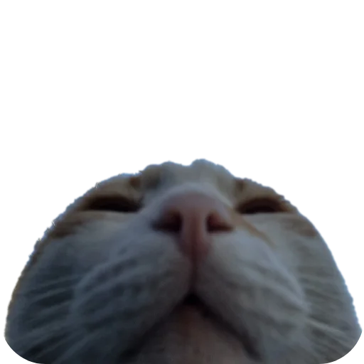 🌿 Стикер «batumidogs» для Telegram