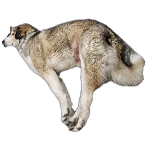 🐱 Стикер «batumidogs» для Telegram