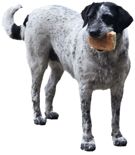 😯 Стикер «batumidogs» для Telegram