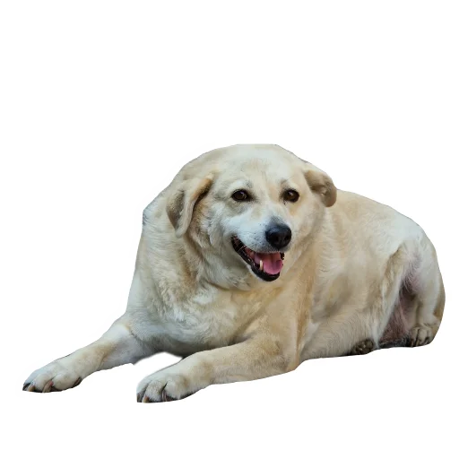 🐶 Стикер «batumidogs» для Telegram