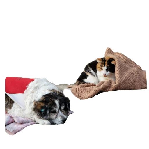 🐱 Стикер «batumidogs» для Telegram