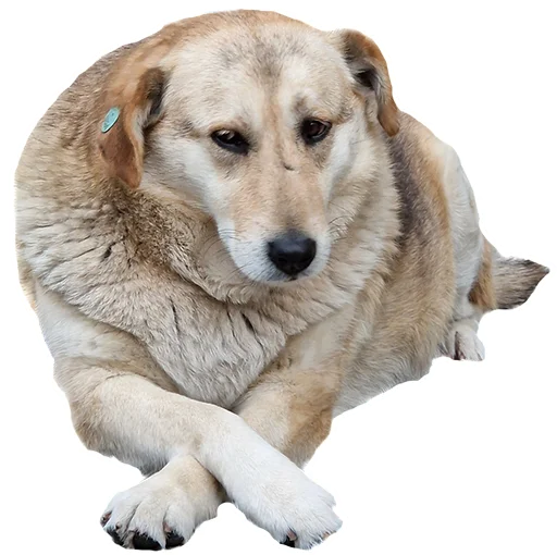 😕 Стикер «batumidogs» для Telegram
