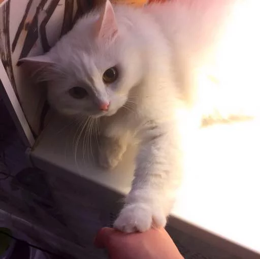 🤚 Стикер «Pussy» для Telegram