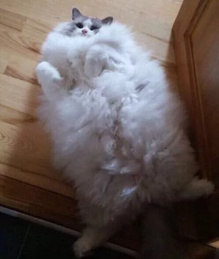 😮 Стикер «Pussy» для Telegram