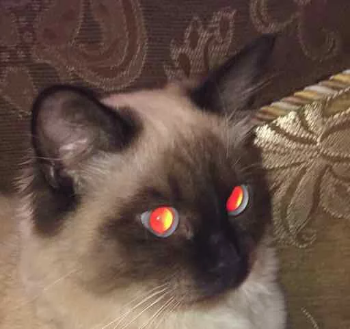 🙄 Стикер «Pussy» для Telegram