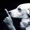⭐️ Эмодзи «Рандом #random #status» для Telegram