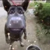 ⭐️ Эмодзи «Рандом #random #status» для Telegram