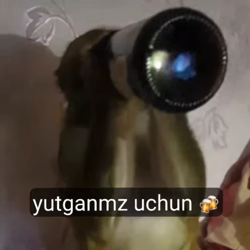 🌟 Стикер «Qizqda» для Telegram