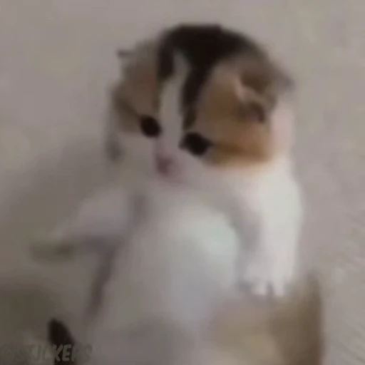 🤠 Стикер «смішні котики» для Telegram