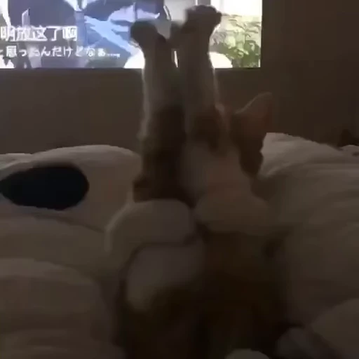 👅 Стикер «коты» для Telegram