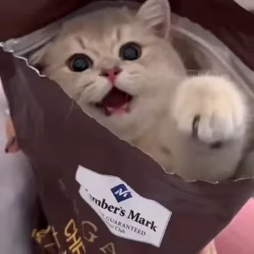 😁 Стикер «коты» для Telegram