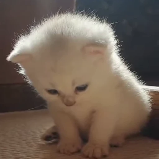 😔 Стикер «коты» для Telegram