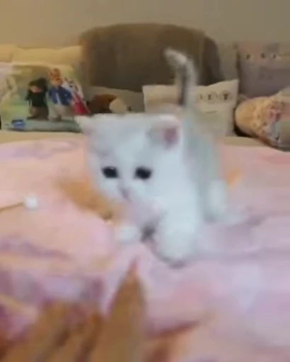 😃 Стикер «коты» для Telegram