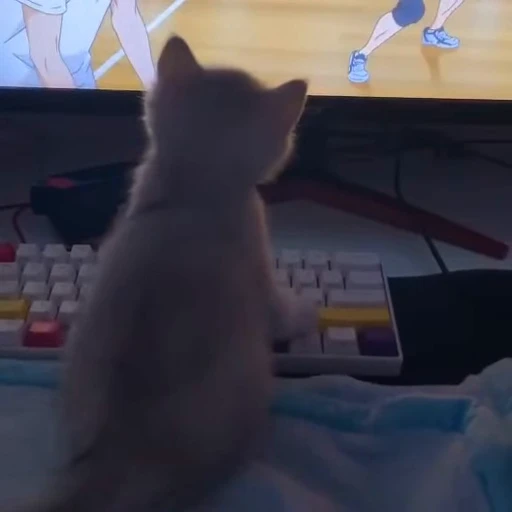 👀 Стикер «коты» для Telegram