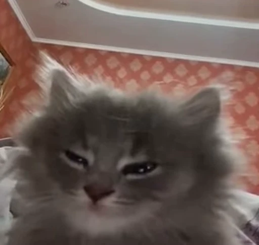 🙂 Стикер «коты» для Telegram