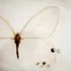 🦋 Эмодзи «Жизель Бюндхен — бразильская супермодель» для Telegram