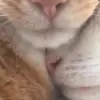 🐈 Эмодзи «Жизель Бюндхен — бразильская супермодель» для Telegram