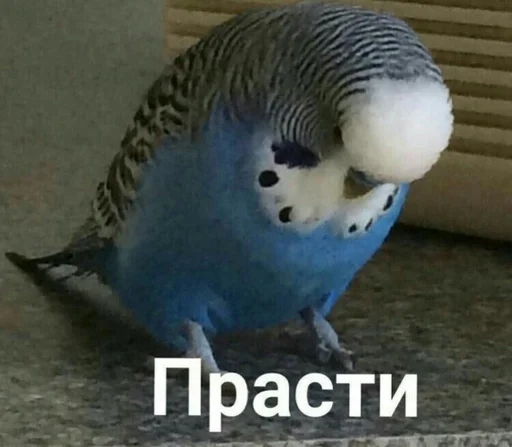 😞 Стикер «блять, Глеб» для Telegram