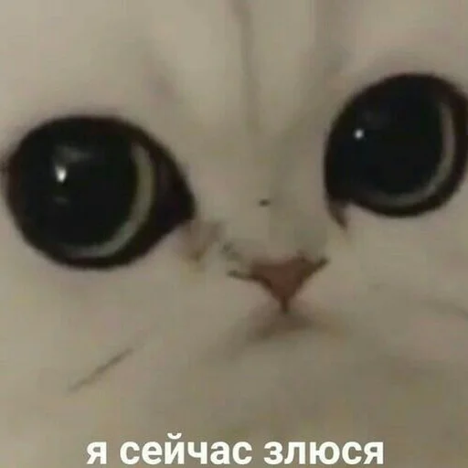 😡 Стикер «блять, Глеб» для Telegram