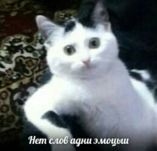 😶 Стикер «блять, Глеб» для Telegram