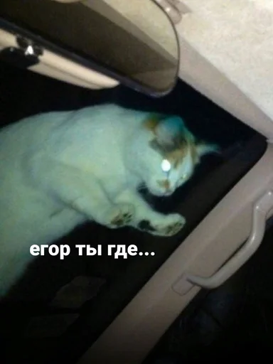 🤨 Стикер «блять, Глеб» для Telegram