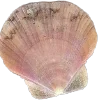 🐚 Эмодзи «Glitter pack - всякие блёсточки» для Telegram