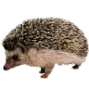 🦔 Эмодзи «✉ винтажная эстетика» для Telegram