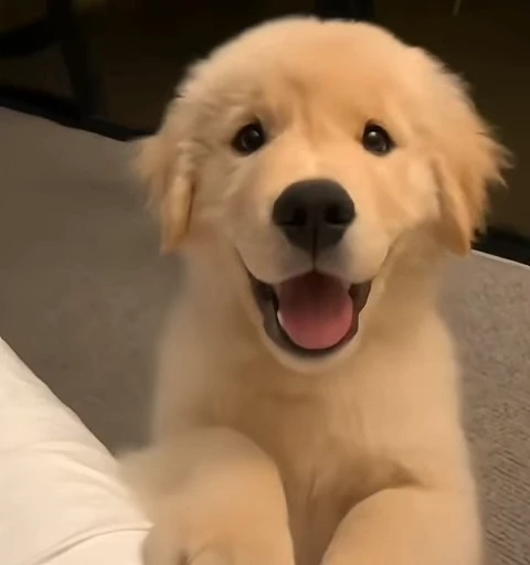 Стикерпак Golden Retriever для Telegram — скачать