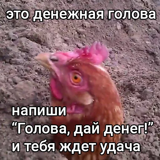 Стикерпак Голова, дай денег! для Telegram — скачать