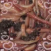 🪱 Эмодзи «𝔊𝔬𝔱𝔦𝔨𝔅𝔩𝔬𝔬𝔡𝔠𝔬𝔯𝔢» для Telegram