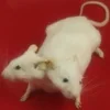 🐁 Эмодзи «𝔊𝔬𝔱𝔦𝔨𝔅𝔩𝔬𝔬𝔡𝔠𝔬𝔯𝔢» для Telegram