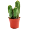 🌵 Эмодзи «Green ᵇʸ» для Telegram