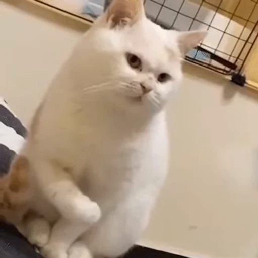 😑 Стикер «Dong moe» для Telegram