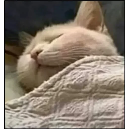 😴 Стикер «Dong moe» для Telegram