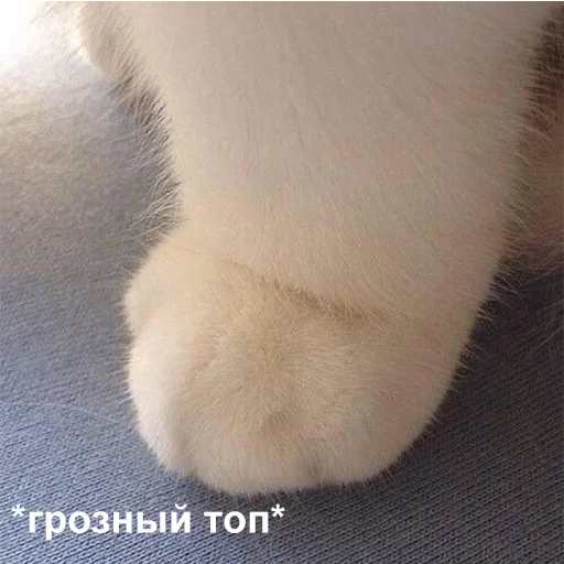 🤬 Стикер «Стикеры одинокой бабули» для Telegram